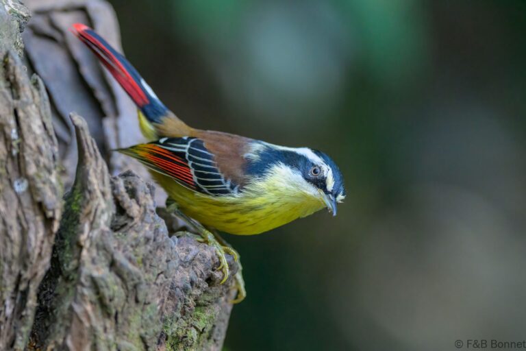 Red tailed minla china 1