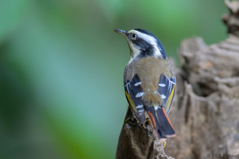 Red tailed minla china 2