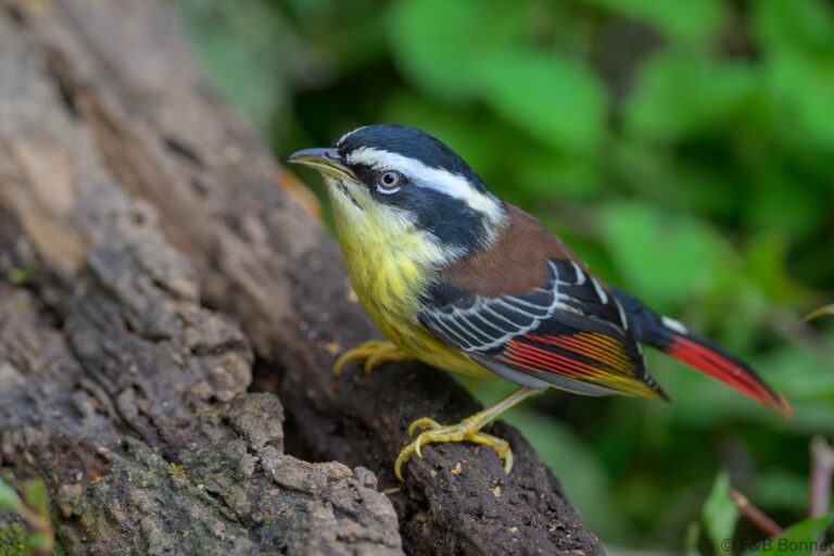 Red tailed minla china 5