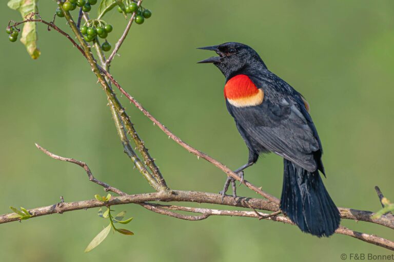 Red winged blackbird costa rica 2