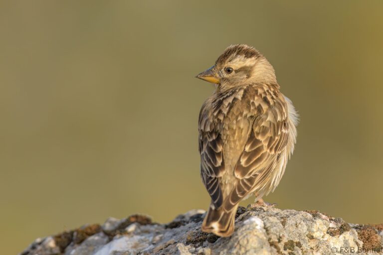 Rock sparrow spain 1