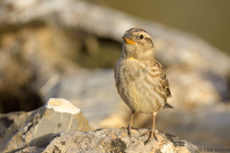Rock sparrow spain 2