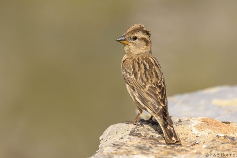 Rock sparrow spain 4