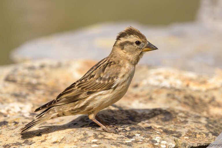 Rock sparrow spain 5