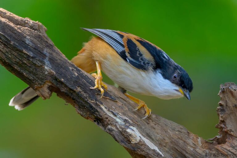 Rufous backed sibia china 1