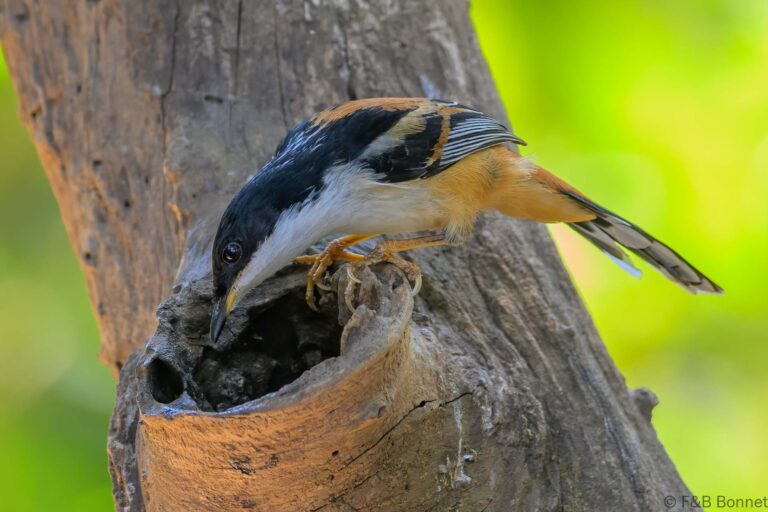 Rufous backed sibia china 3