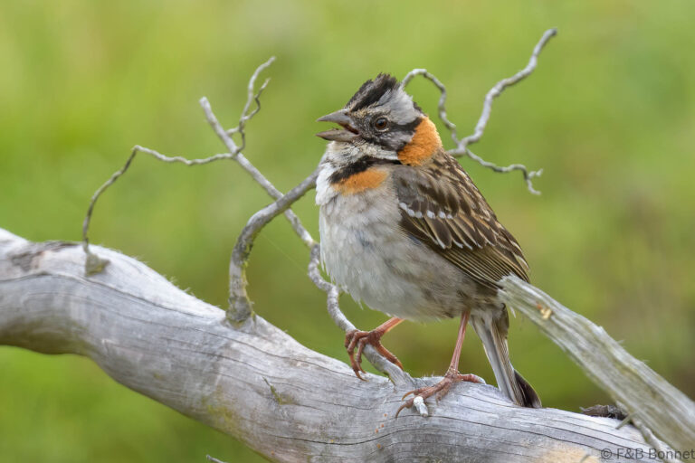 Rufous collared sparrow ecuador 1