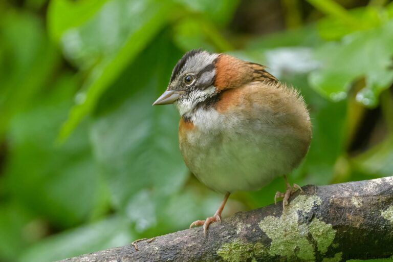 Rufous collared sparrow ecuador 2
