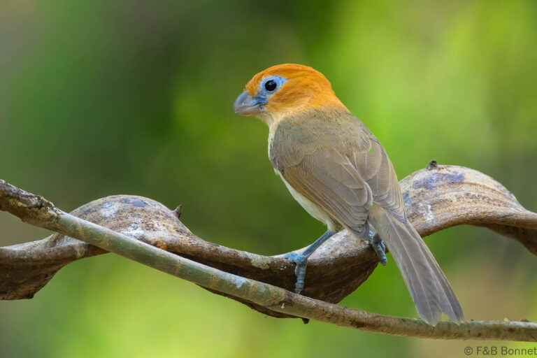 Rufous headed parrotbill china 1