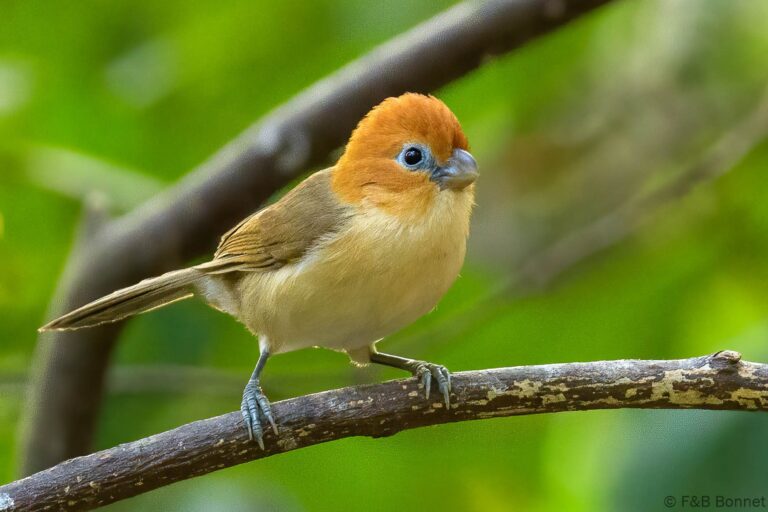 Rufous headed parrotbill china 2