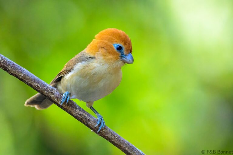 Rufous headed parrotbill china 3