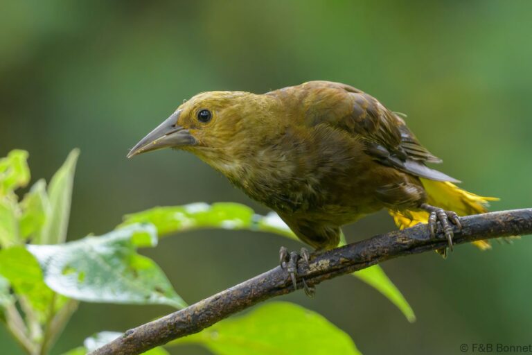 Russet backed oropendola ecuador 2