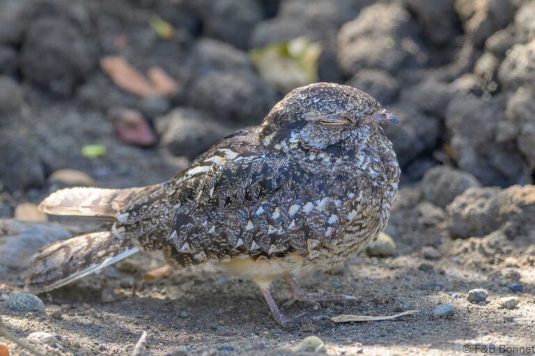Savanna nightjar indonesia 1