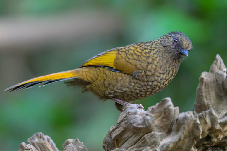 Scaly laughingthrush china 1