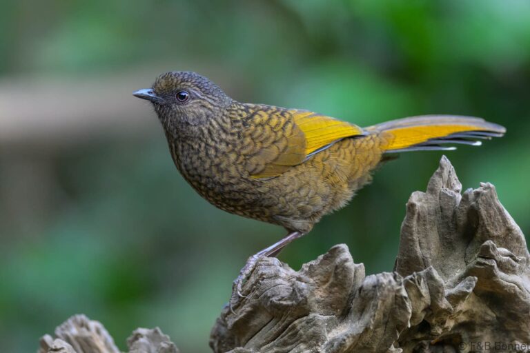Scaly laughingthrush china 2