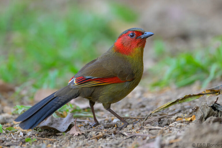 Scarlet faced liocichla china 1
