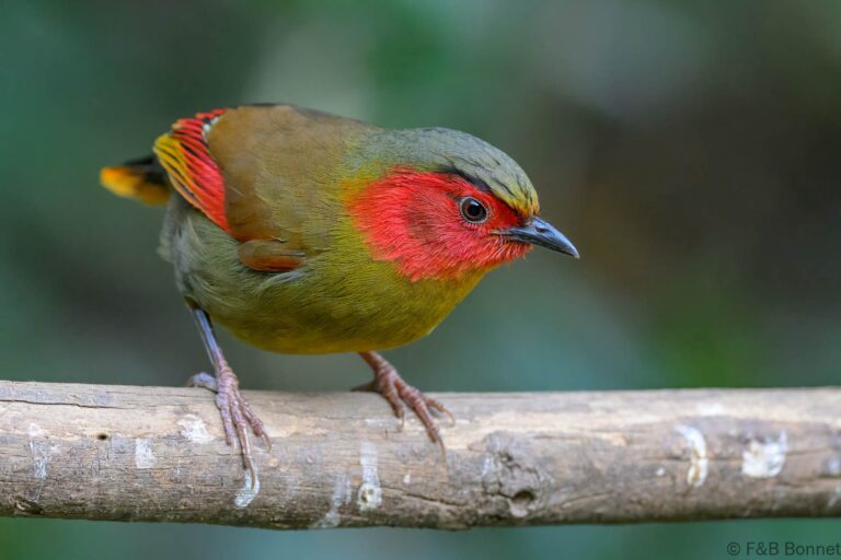 Scarlet faced liocichla china 2