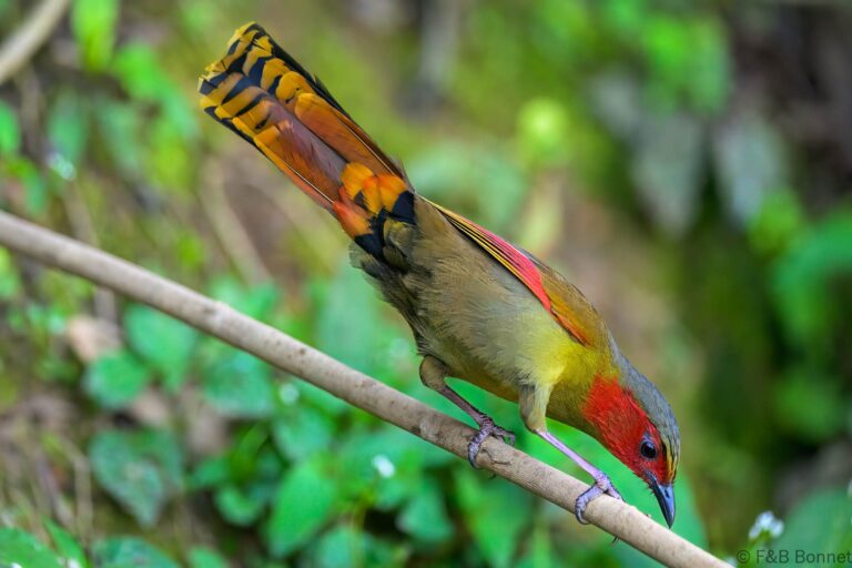 Scarlet faced liocichla china 3