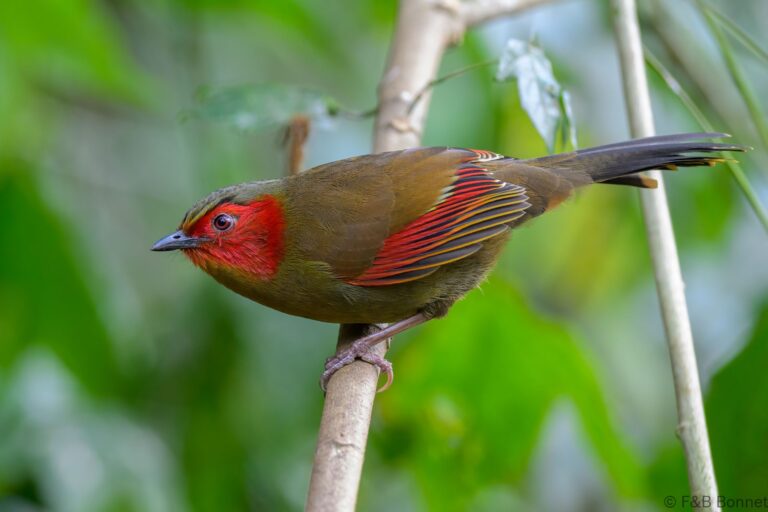 Scarlet faced liocichla china 5