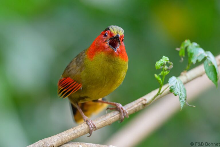 Scarlet faced liocichla china 6