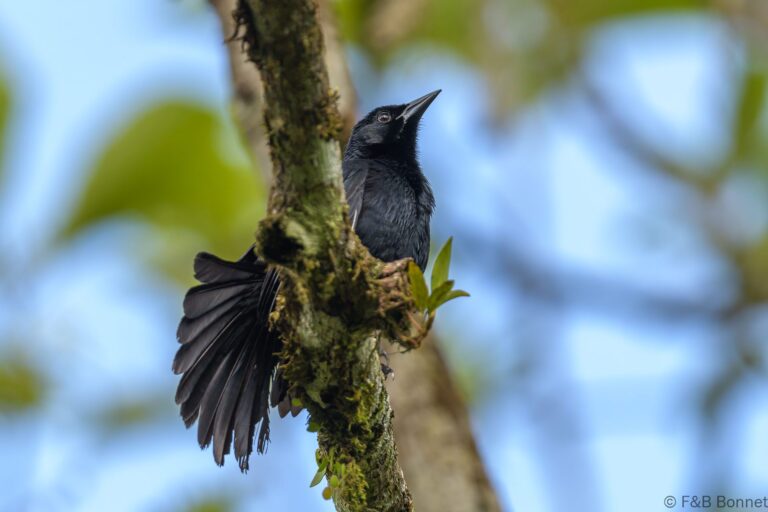Scrub blackbird ecuador 1