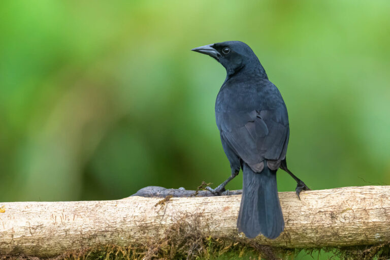 Scrub blackbird ecuador 3
