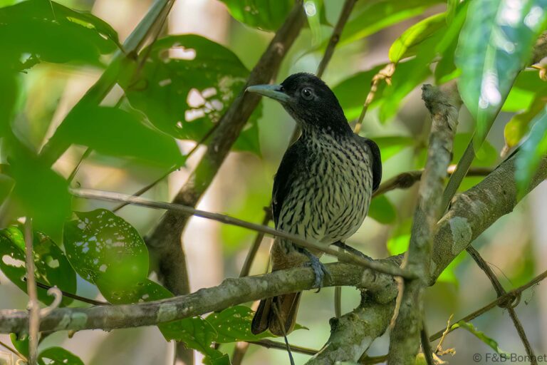 Silver oriole thailand 2