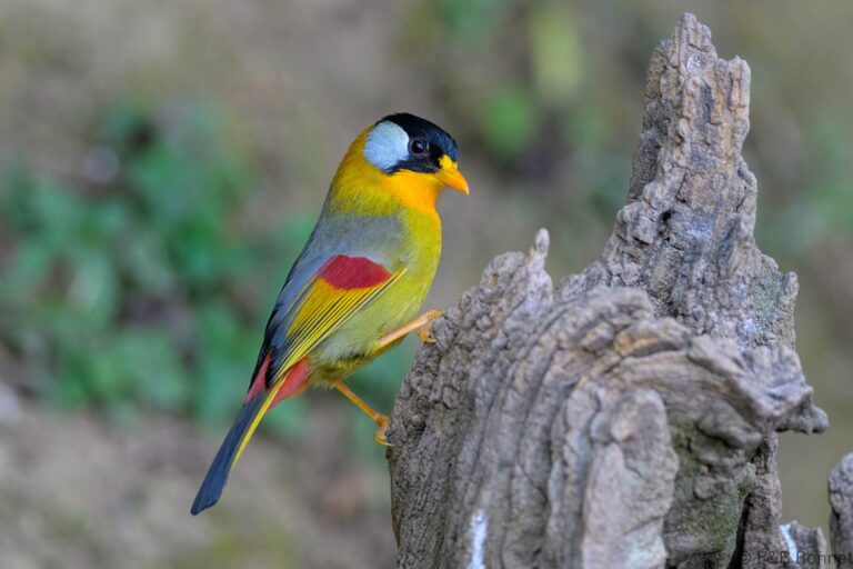 Silver eared mesia china 1