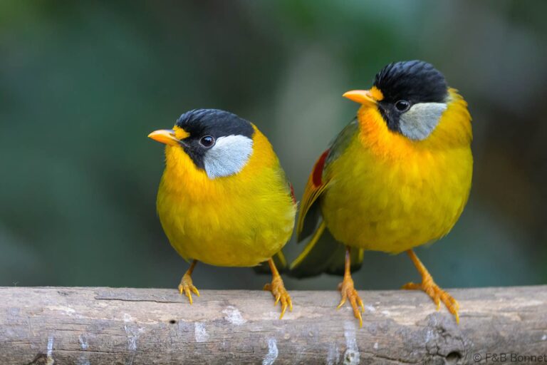 Silver eared mesia china 2