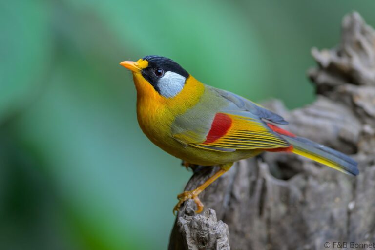 Silver eared mesia china 3