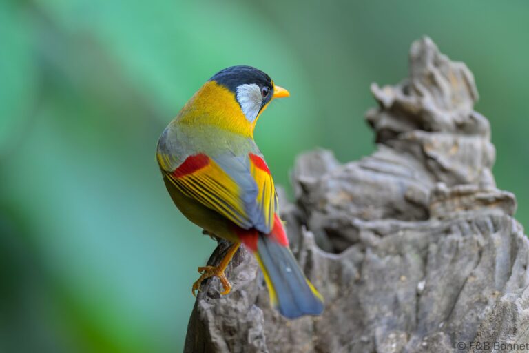 Silver eared mesia china 4