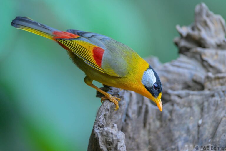 Silver eared mesia china 5