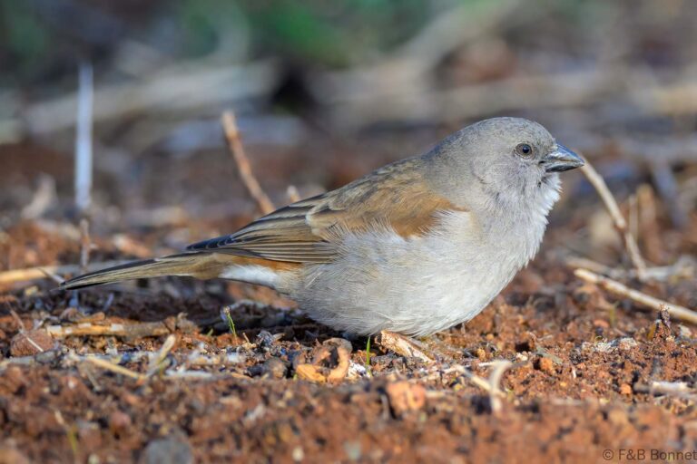 Southern grey headed sparrow southy africa 2