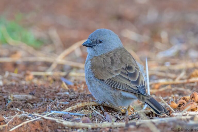Southern grey headed sparrow southy africa 3