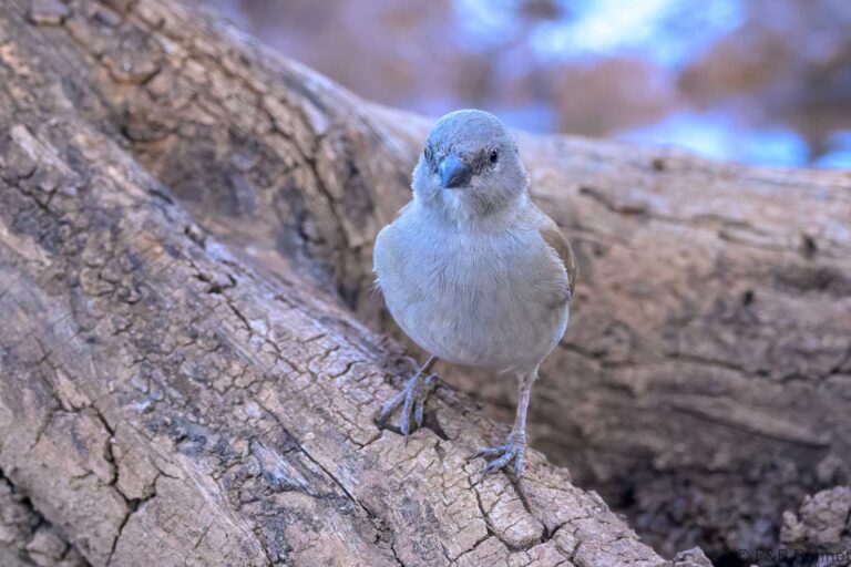Southern grey headed sparrow southy africa 4