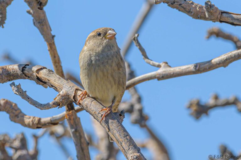 Spanish sparrow spain 1
