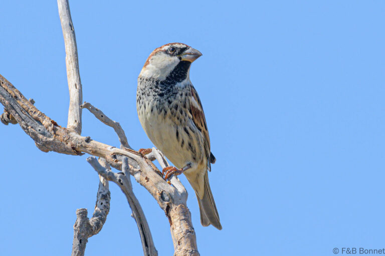 Spanish sparrow spain 3