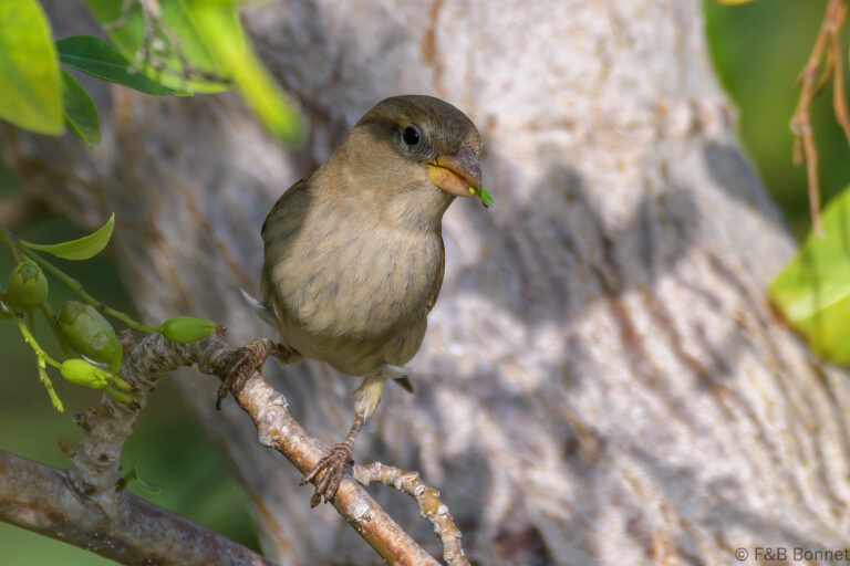 Spanish sparrow spain 4