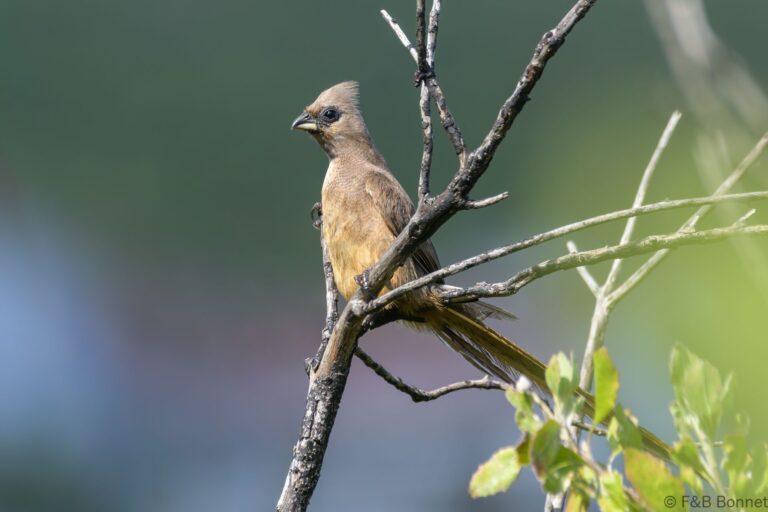 Speckled mousebird south africa 1