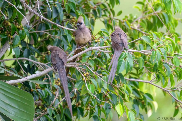 Speckled mousebird south africa 2