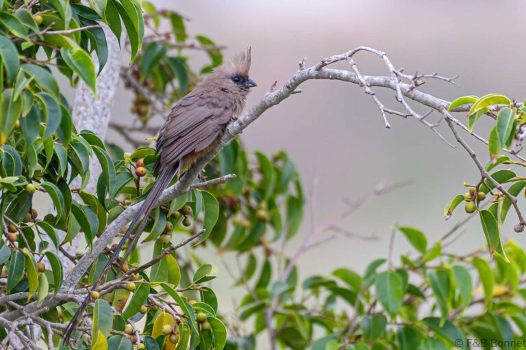 Speckled mousebird south africa 3