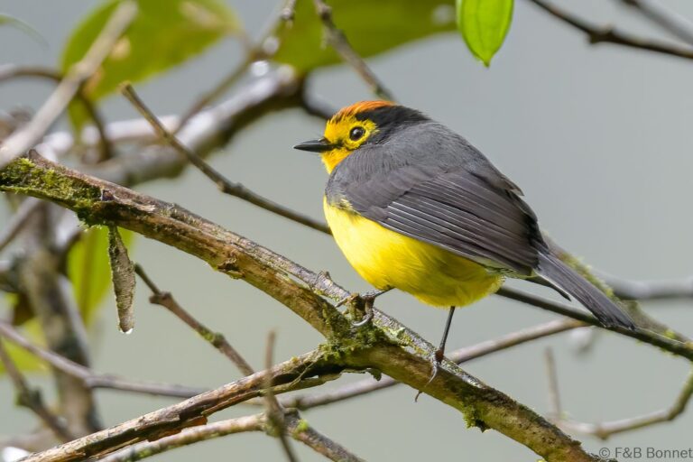 Spectacled whitestart ecuador 1