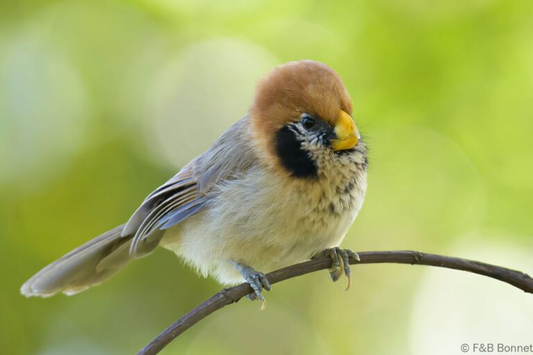 Spot breasted parrotbill thailand 2