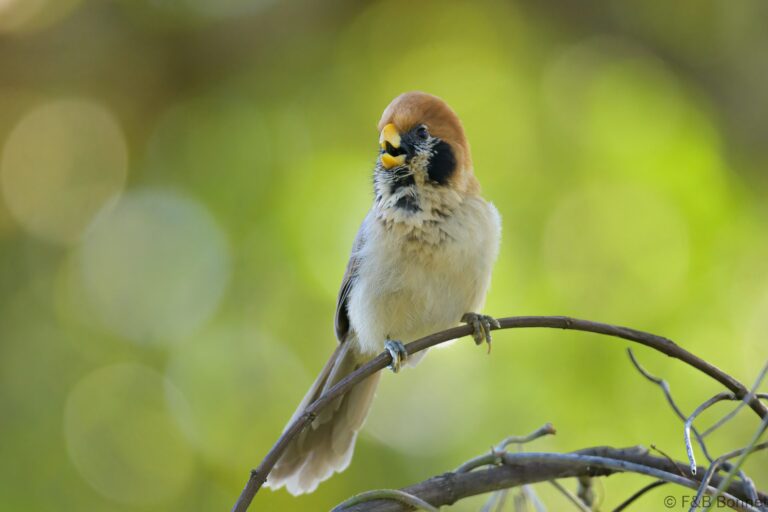 Spot breasted parrotbill thailand 4