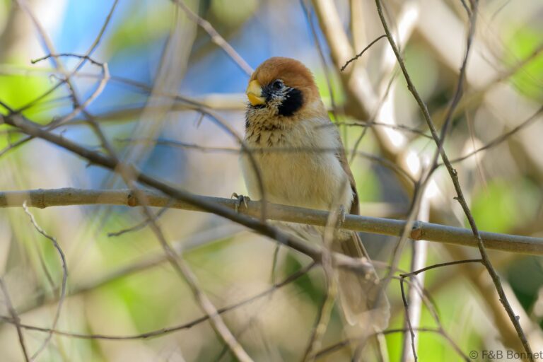 Spot breasted parrotbill thailand 5