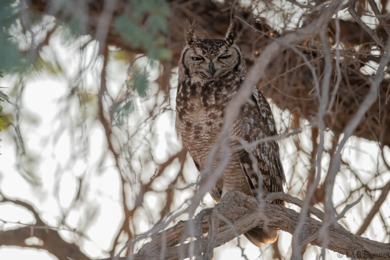 Spotted eagle owl south africa 2