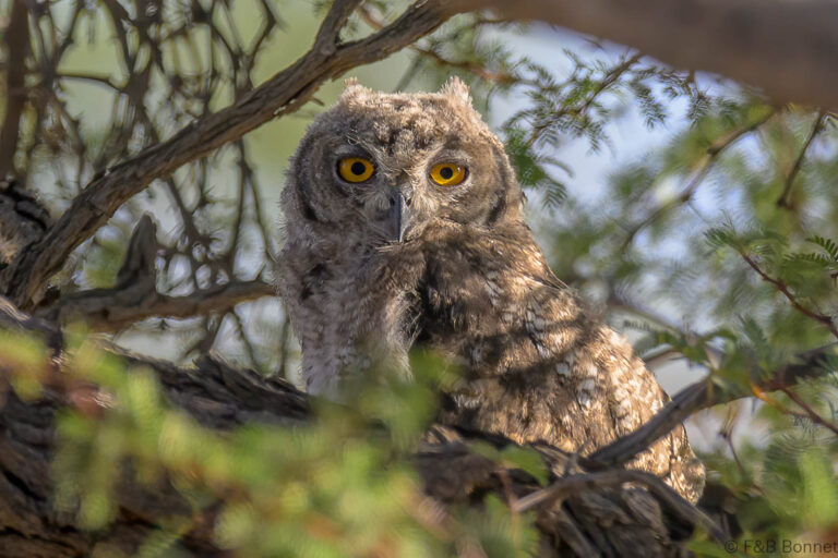 Spotted eagle owl south africa 3