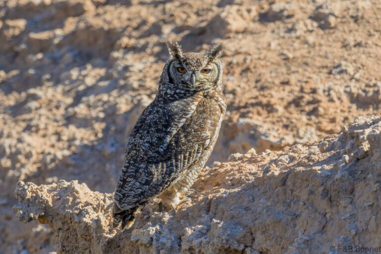 Spotted eagle owl south africa 4