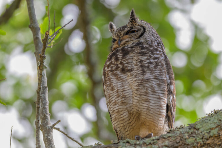 Spotted eagle owl south africa 5