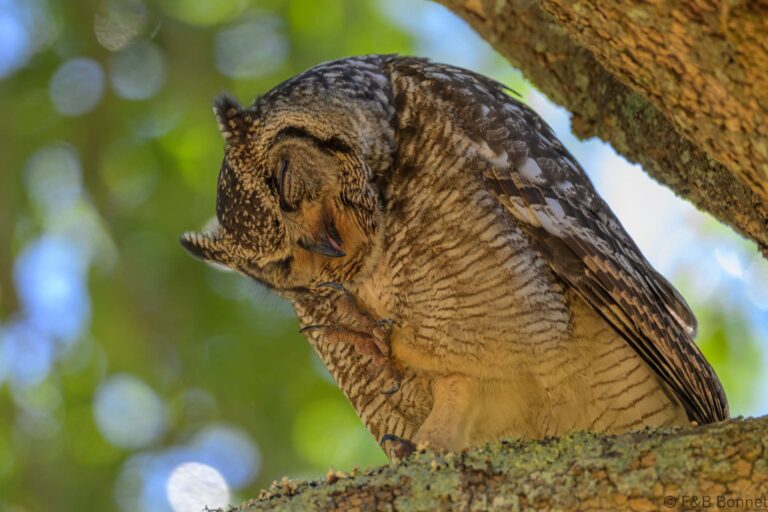 Spotted eagle owl south africa 6